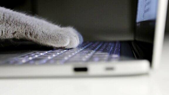 一位猫经理正在笔记本电脑上打字