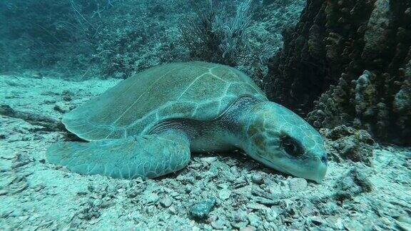 死亡的太平洋榄蠵龟(Lepidochelysolivacea)在水下珊瑚礁上的脆弱物种