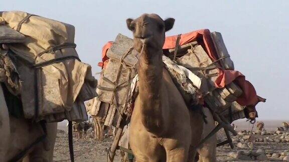 埃塞俄比亚沙漠中的骆驼车队