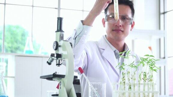 亚洲中部的科学家生物学家研究人员研究植物生长的科学研究实验用光学显微镜观察微小植物的细胞绿豆在试管中在生物实验室STEM技术生物技术