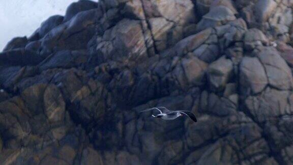 海鸟飞过沿海的岩石悬崖