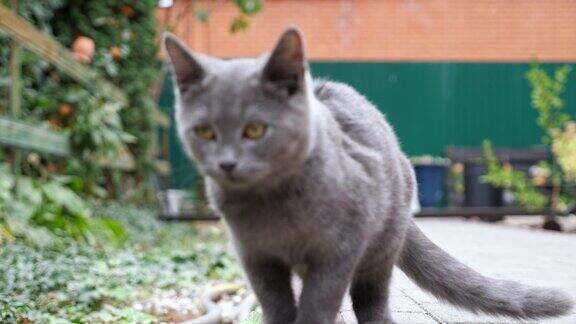 可爱的小猫灰色的大眼睛橙色仔细看