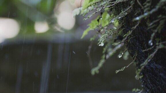 雨水滴在郁郁葱葱的蕨类植物上热带雨林生态系统