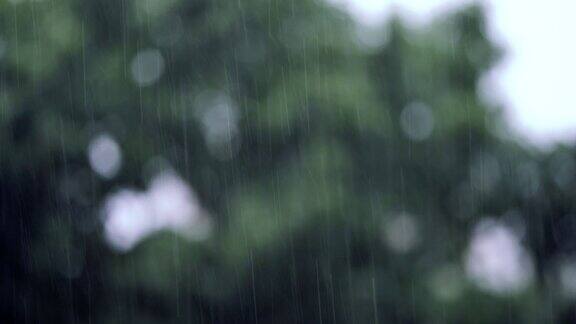 大雨和树木的背景