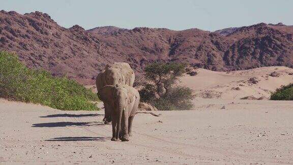 在纳米比亚纳米布沙漠霍阿尼布山谷柔软的沙地上四头沙漠大象直接走向摄像机的4K特写镜头