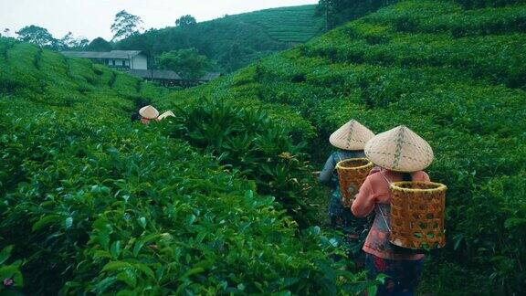 一群茶园农民种完茶叶正沿着茶山往家走
