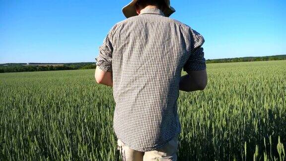 近距离的男性农民走过绿色的麦田在他的农场