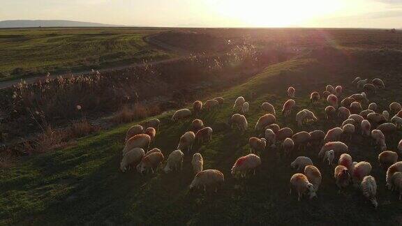 安纳托利亚的羊群