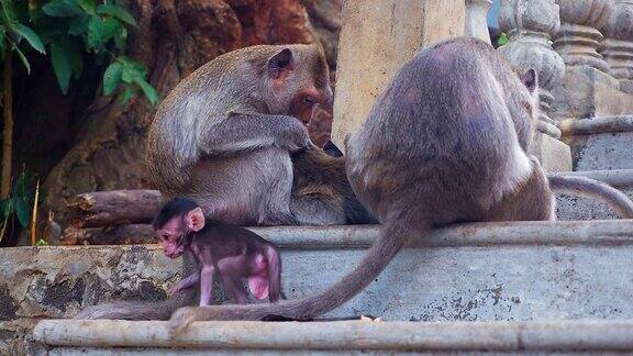 一只猴子在石阶上梳理另一只猴子的背侧;小猴子在他们旁边玩