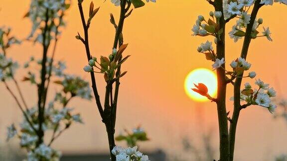 美丽的梨花自然景观在日落