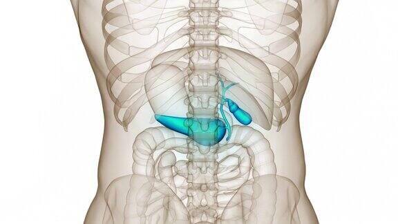 人体内脏器官胰腺与胆囊解剖动画概念