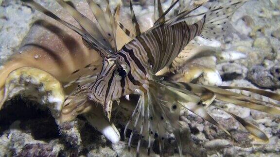 在红海的沙质海底靠近贝壳的蝎子鱼