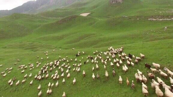 一群羊在黑山北部的群山中奔跑Durmitor国家公园
