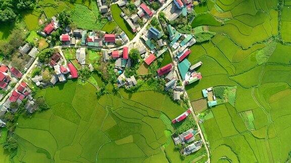 无人机鸟瞰位于河江全坝区谭臣镇的稻田