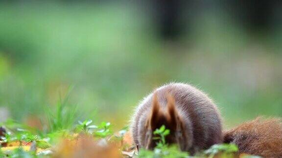 红松鼠在森林的地上