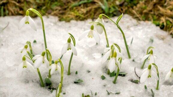白花盛开春雪融化