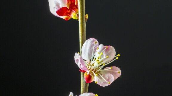 在一个水平格式的延时4k视频中桃花盛开在黑色背景下向上移动和旋转桃李在春天开花的视频
