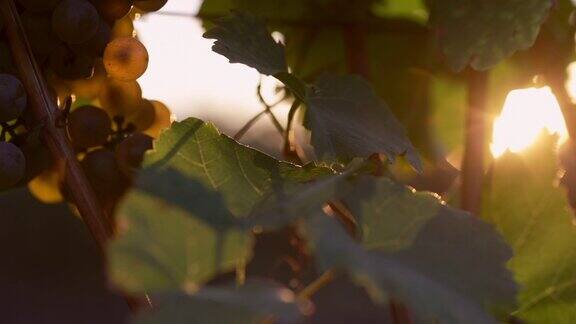 日落时分葡萄园里挂着黄色的葡萄