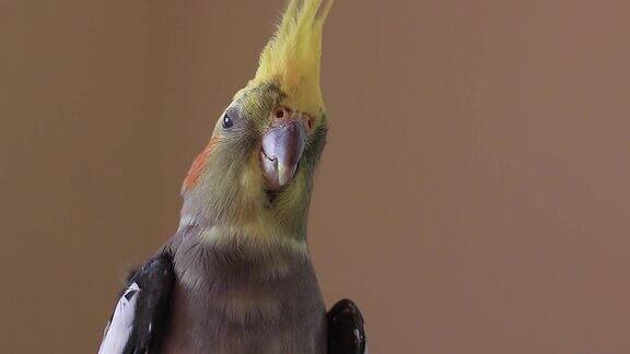 一个漂亮的雄性鹦鹉栖息的鸟鹦鹉可爱的玫瑰色的脸颊和黄色的冠状头灰色的身体视频肖像拍摄与单一的背景与复制空间