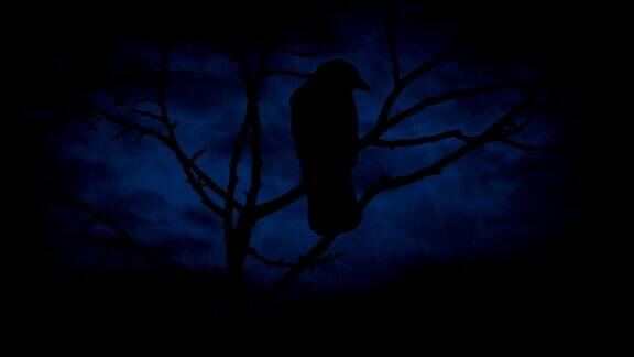 树枝上的鸟儿在晚上飞走