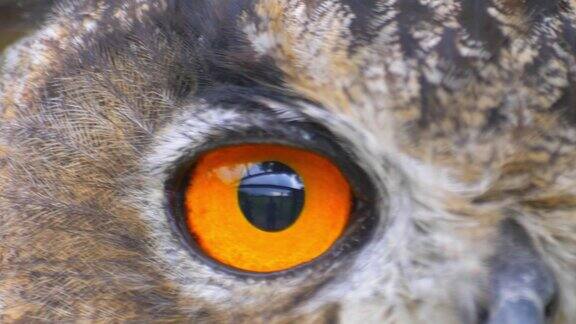 猫头鹰用橙色的大眼睛四处张望