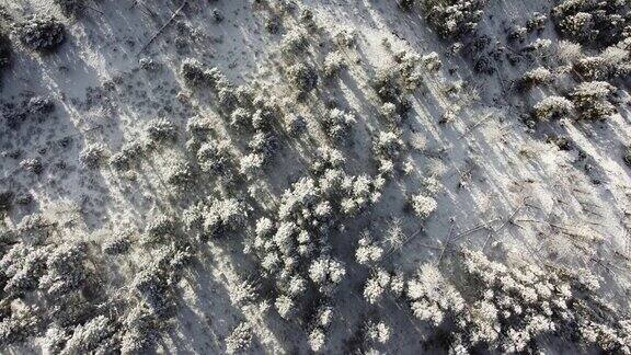 松树被雪覆盖美国蒙大拿冬天的场景