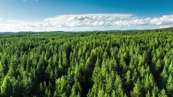 空中的北方森林-4K自然野生动物天气