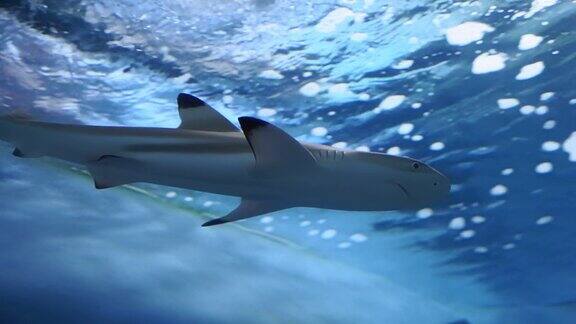 水族馆里的黑鳍礁鲨有选择性的重点