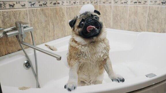 有趣的哈巴狗在洗泡泡浴他的头上有泡沫