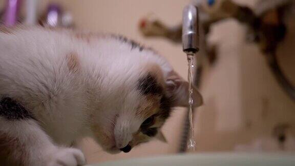 奇怪的彩色家猫正在检查浴室水龙头里的自来水