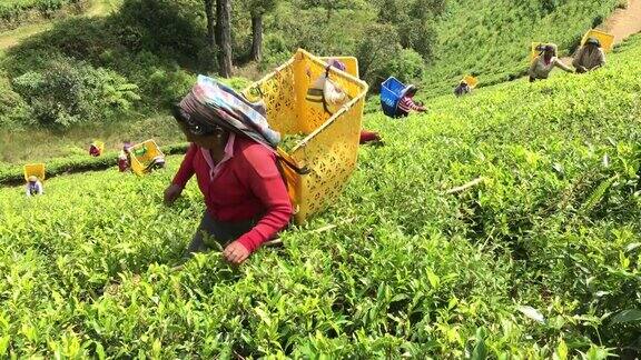 斯里兰卡的一名妇女在采茶