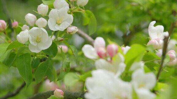 春风吹动苹果树开花的枝条苹果在春天开花