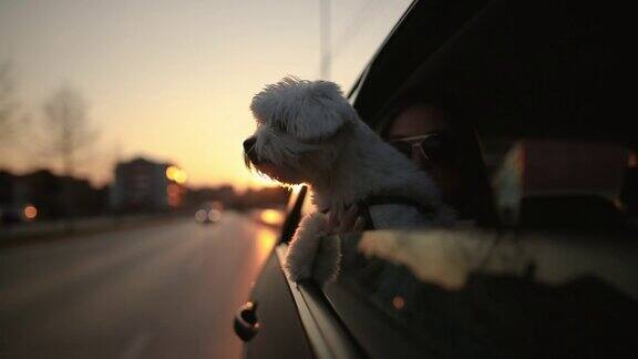 可爱的狗喜欢在美丽的日落城市街道上乘车