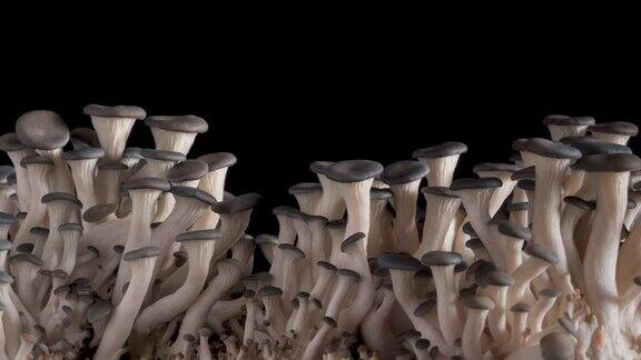 有机蘑菇生长时间在黑色背景