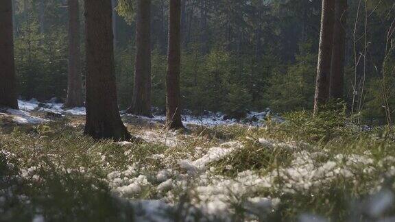 下午森林里晴朗的一天冬末雪在阳光下仍在融化