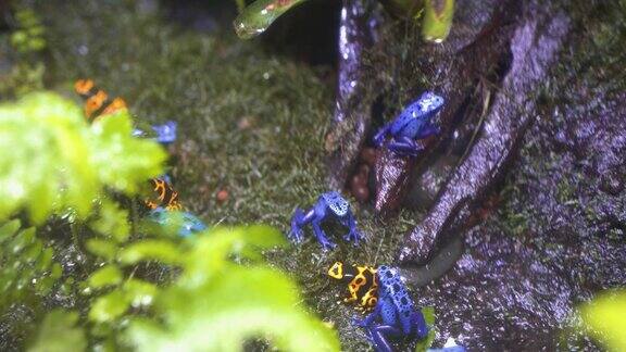 蓝色毒箭蛙和橙色毒箭蛙