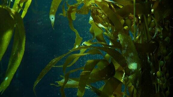光线透过巨大的海藻森林Macrocystispyrifera潜水水族馆和海洋概念水下近距离摇摆的海藻叶子阳光穿透充满活力的奇异海洋植物