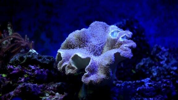 珊瑚礁礁