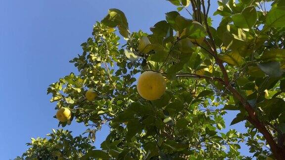 柚子挂在柚子树上的特写