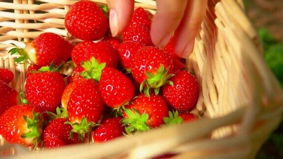 新鲜的草莓放在篮子里