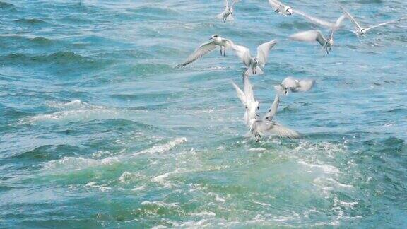 海浪上的海鸥