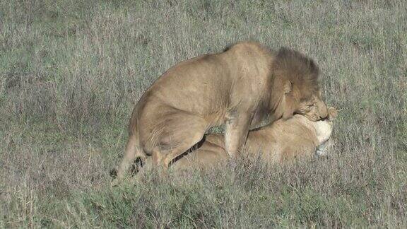 非洲塞伦盖蒂的交配狮子