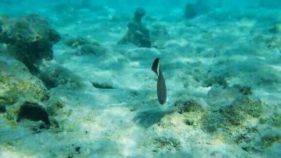白面蝴蝶鱼(毛色蝴蝶鱼)游泳并以珊瑚礁为食