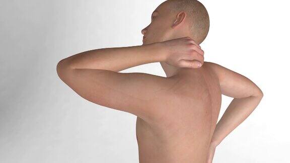 三维动画的背部疼痛和颈部区域