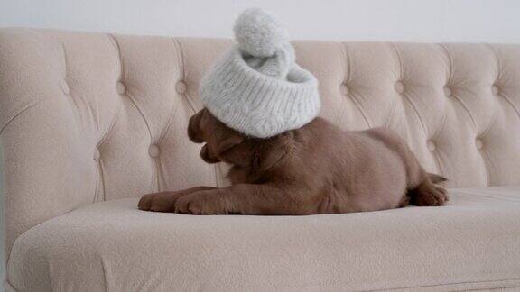 漂亮的棕色拉布拉多小狗的肖像与冬天的帽子在它的头上