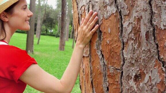 女人的手在一棵老树上慢动作地滑动女性手触摸树干的硬壳表面