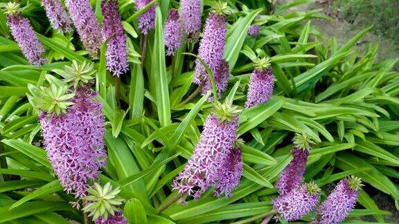 紫花植物野外特写