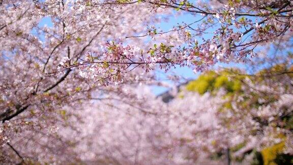 日本东京春天的樱花花瓣飘落慢镜头