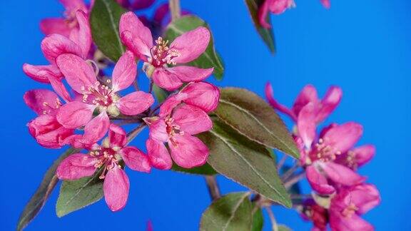 红花盛开的延时视频盛开的观赏天堂苹果树粉红色海棠花与叶间隔拍摄蓝色背景粉红色美丽的树花