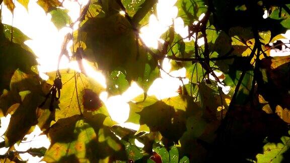 阳光下的秋叶